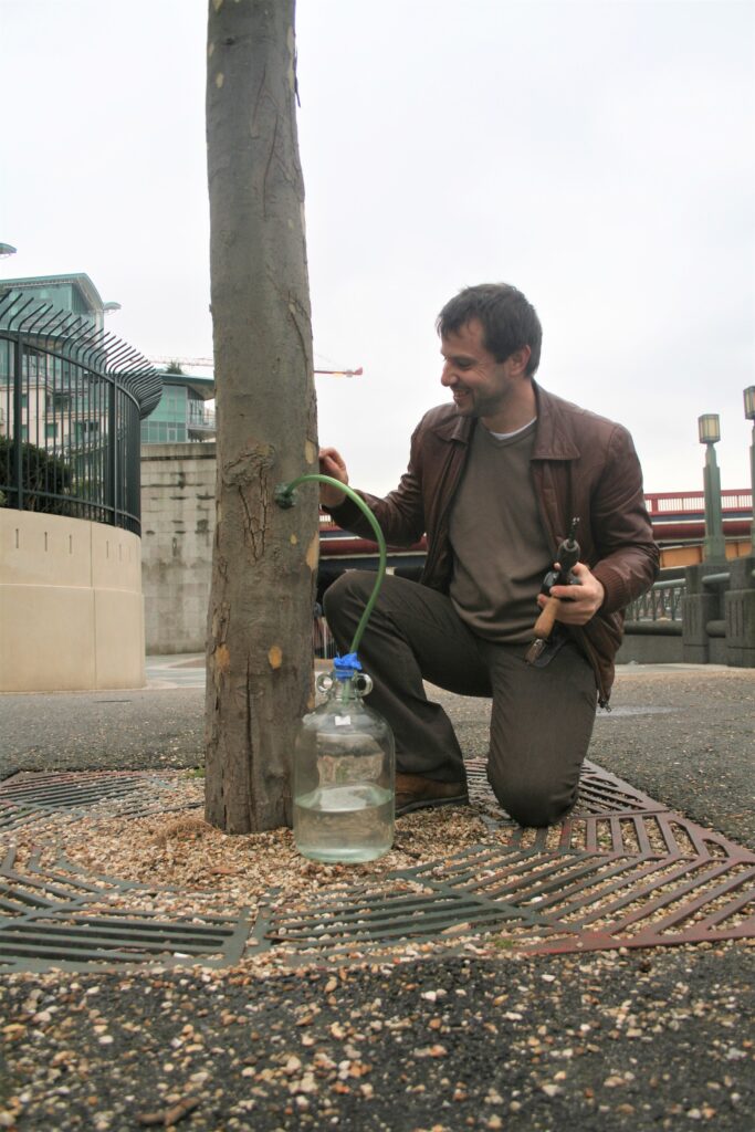 Tapping Birch 15