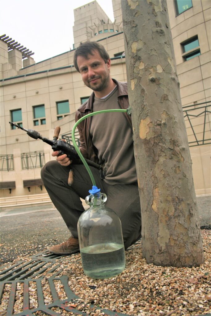 Tapping Birch 14