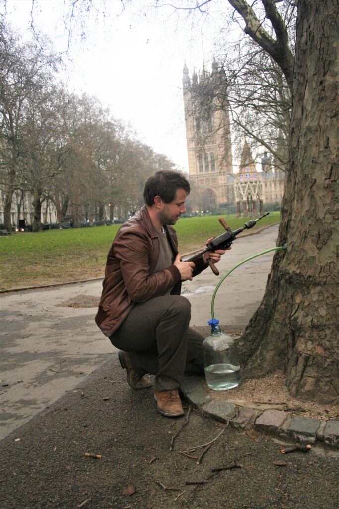 Tapping Birch 12
