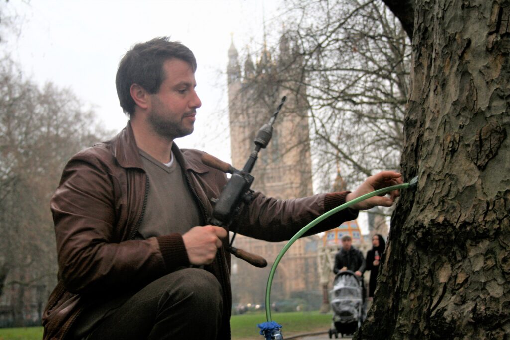 Tapping Birch 11