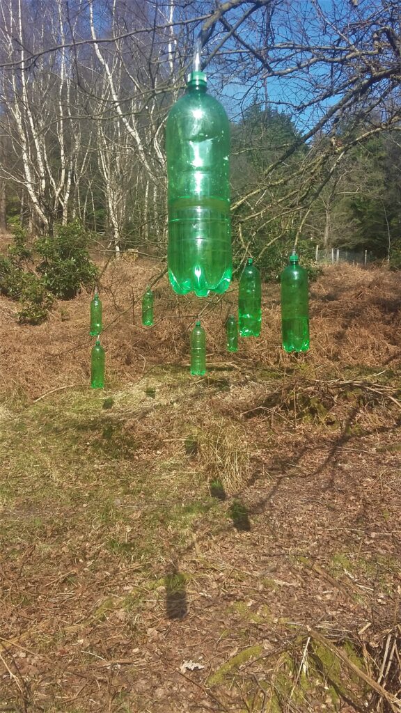 Tapping Birch 17