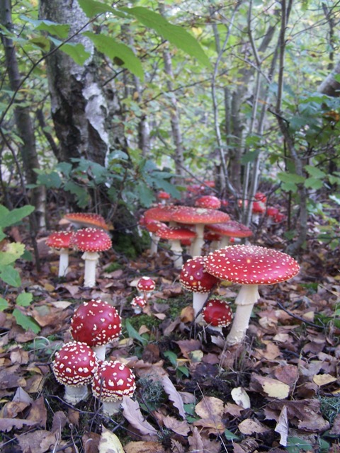 Cooking with Fly Agaric