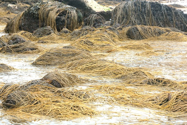 burdock funeral home