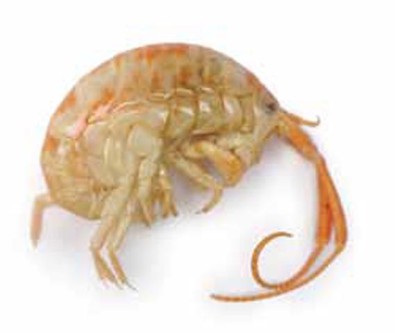Seafood and Eat It!