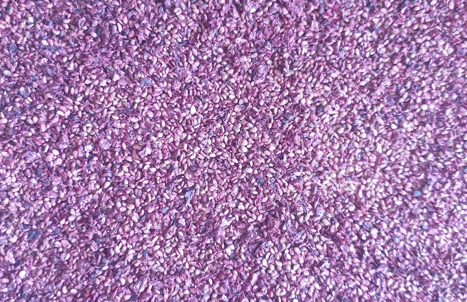 Blackberry seeds