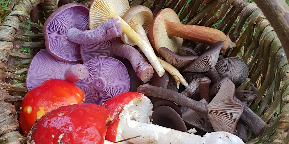 Fungi Identification (beginner and intermediate) 1